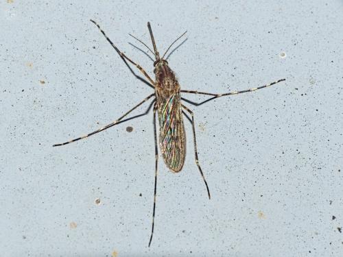 Réf. 354 388 : Culiseta annulata